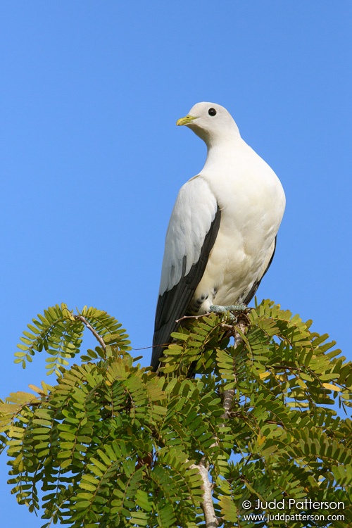 Torresian Imperial-Pigeon, Cairns Esplanade, Cairns, Queensland, Australia